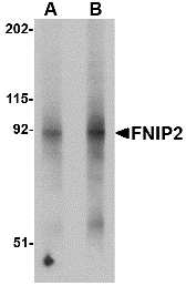 Antibody product image